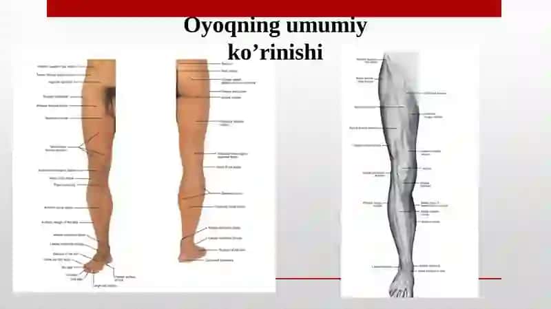 Oyoqning topografik anatomiyasi 4