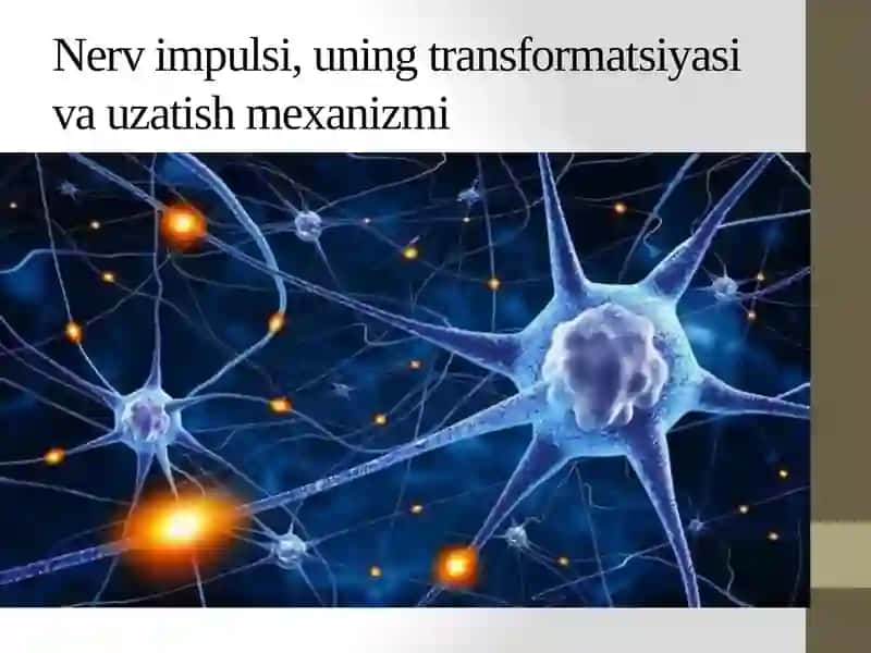 TTATFDAVOLASH ISHI-1 FAKULTETI 101-B GURUHTALABASIXAMROYEVA GULXAYONINGGISTOLOGIYA FANIDAN MUSTAQIL ISHI 4