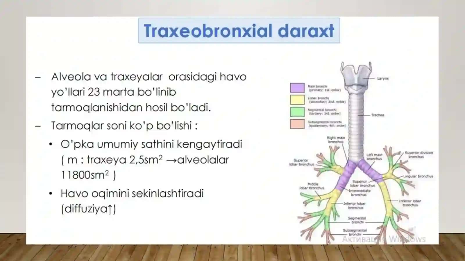 NAFAS OLISH TIZIMI FIZIOLOGIYASI 4