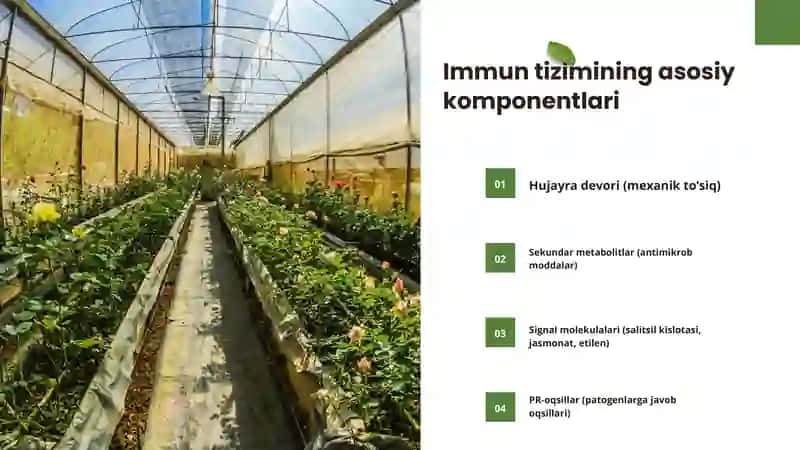 O‘simliklarda hosil bo‘ladigan immun tizimi, uning ta’siri va fiziologiyasi 4