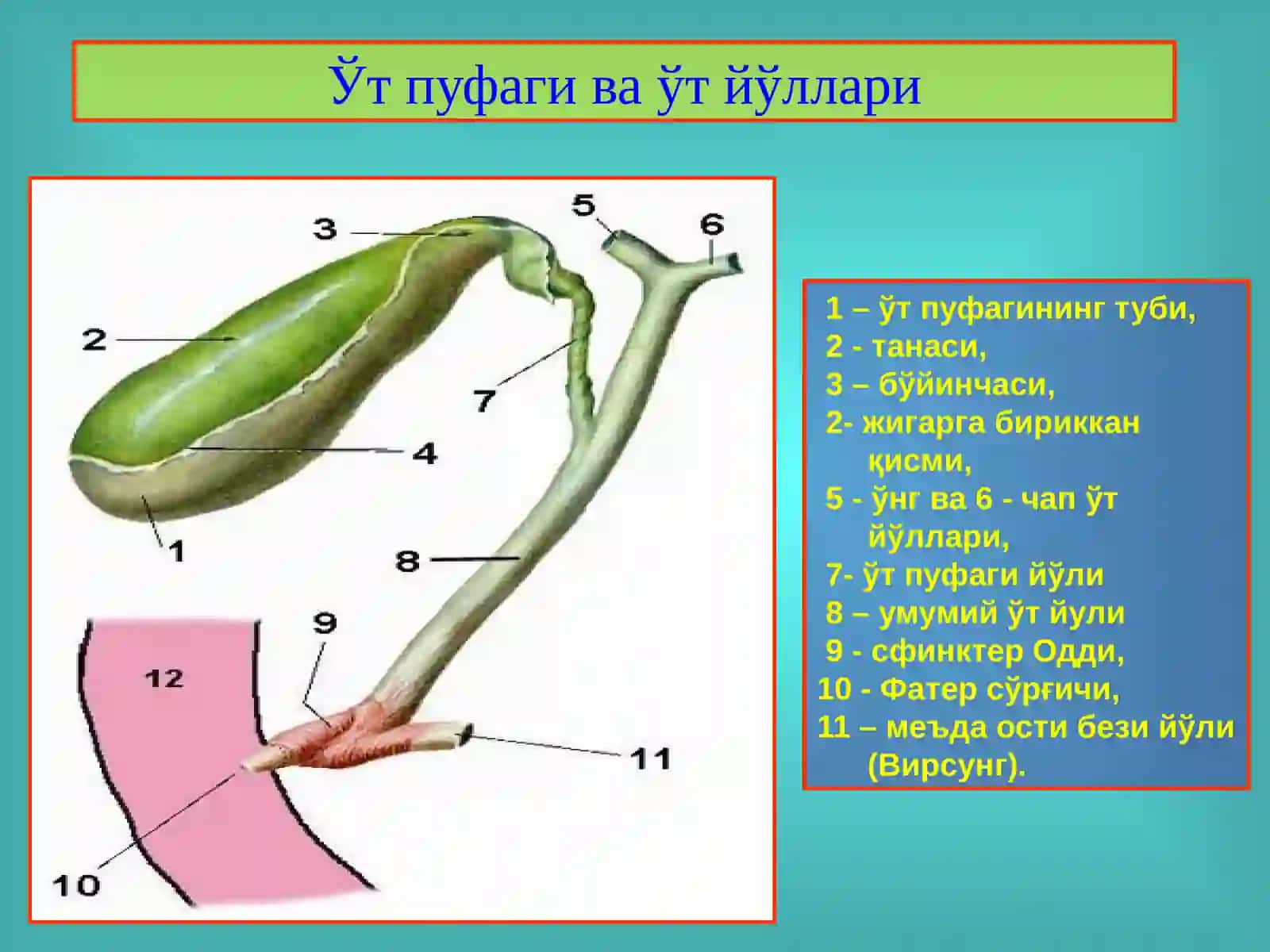 ЎТ-ТОШ КАСАЛЛИГИ. ХОЛЕЦИСТИТЛАР, ДИАГНОСТИКАСИ ВА ДАВОЛАШ 4