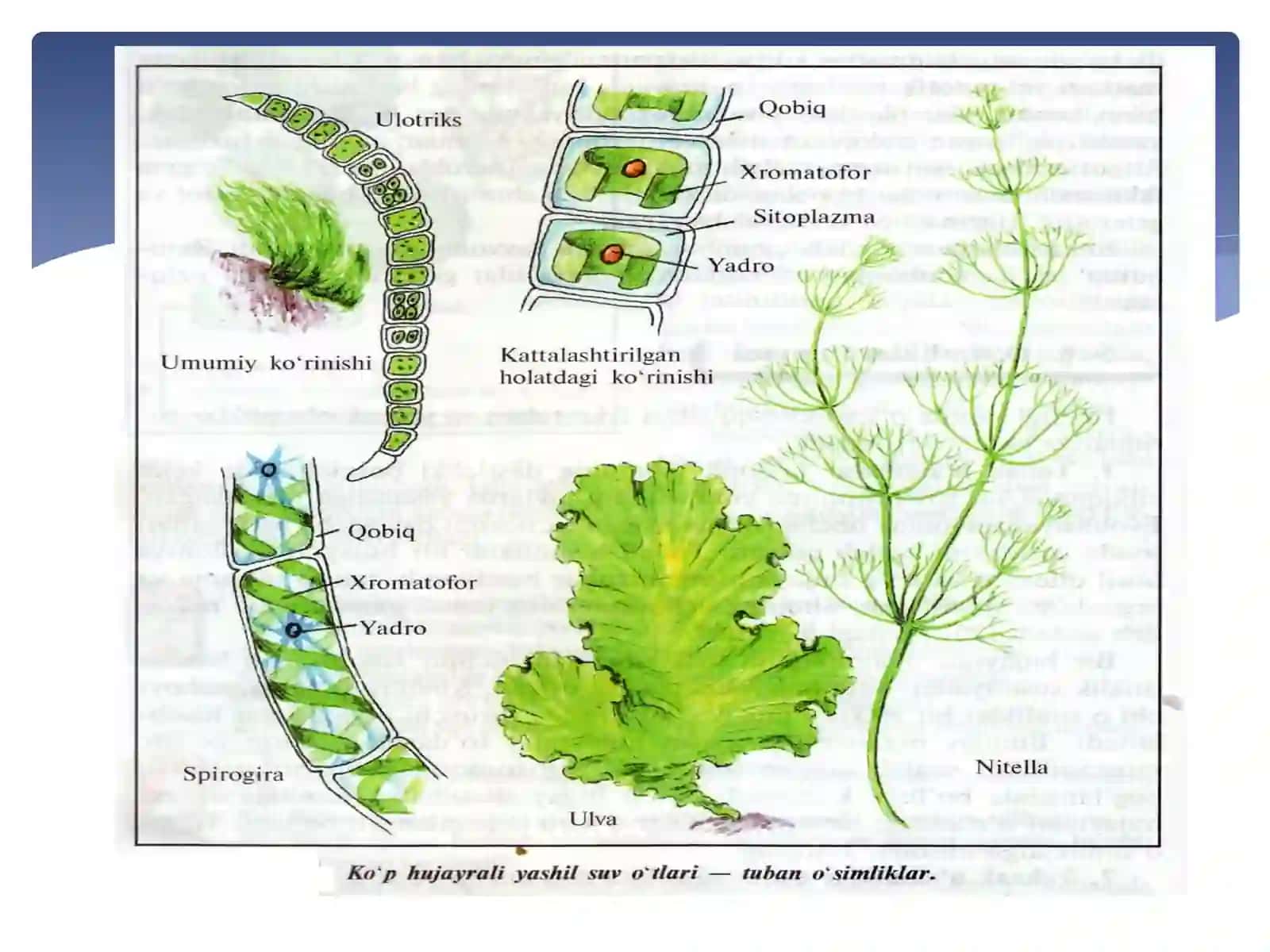 QO’NGIR VA QIZIL SUVO’TLARI 4
