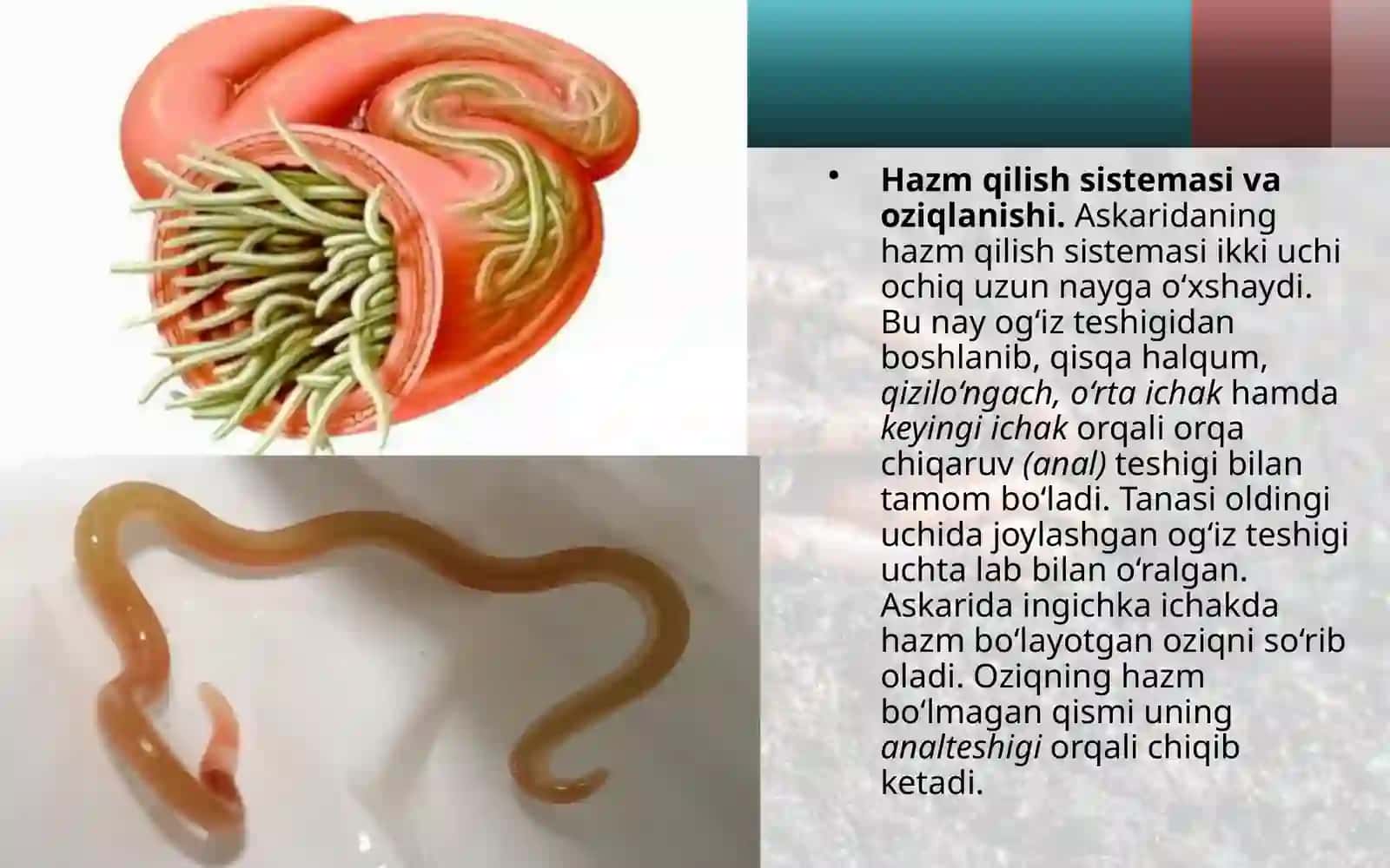 YUMOLOQ CHUVALCHANGLAR ASKARIDA OSTRISA, FILYARIYYOʻMOLOQS CHUVALCHANGLAR TRIXINELLA EGRI BOSHLI GIJJA, RISHTA, QIL BOSHLI GIJJA 4