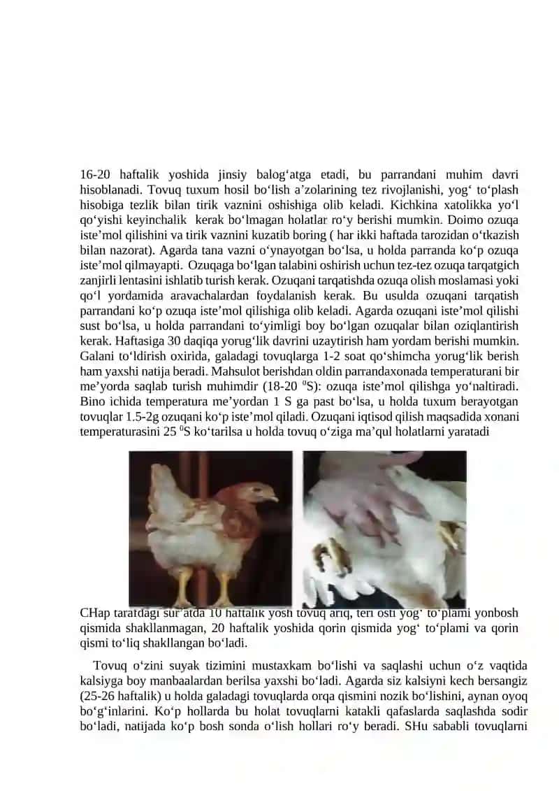 Tuxum yo’nalishidagi makiyonlar va xo’rozlarni o’stirish va parvarishlash xususiyatlari 4