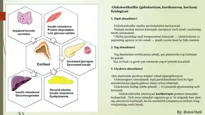 Buyrak usti bezi, Meda osti bezi, Jinsiy bezlar fiziologiyasi 4