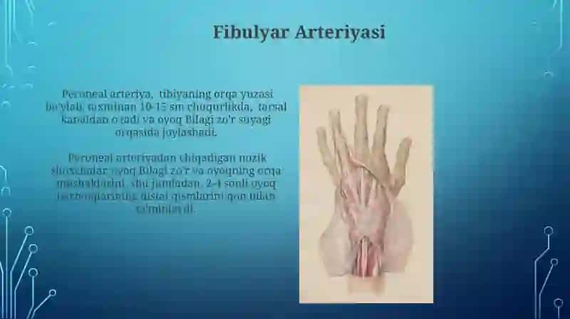 Boldir va Oyoq Arteriyasi, Son Arteriyasi, Umumiy Yon Arteriyasi 4
