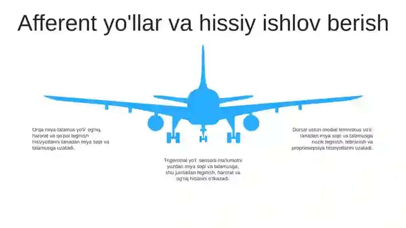 Sezgilarning Nerv-Fiziologik Asoslari 4