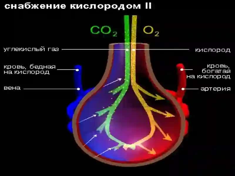Нафас тизими патофизиологияси. Нафас тизимини текшириш усуллари. Текшириш натижаларини тахлил килиш 4