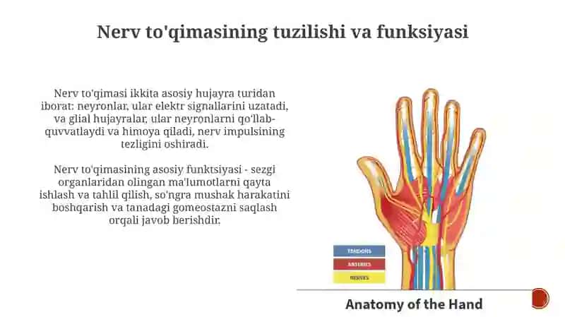 Nervto'qimasiningasosiyglikolipidlari,ahamiyati,ularbilanbog'liqkasalliklar 4