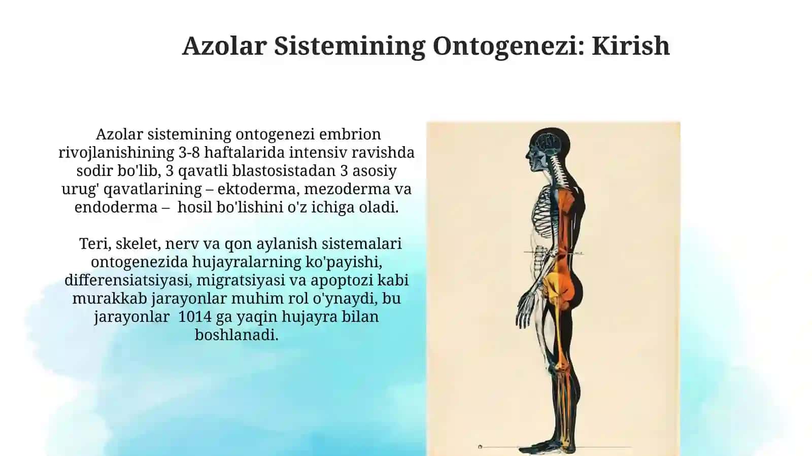 Azolar sistemasi ontofilogenezi: teri, skelet, nerv sistemasi, qon aylanish 4