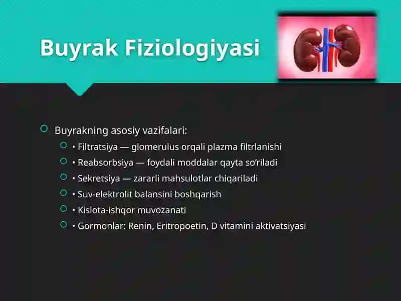 Buyrak Anatomiyasi va Fiziologiyasi 4