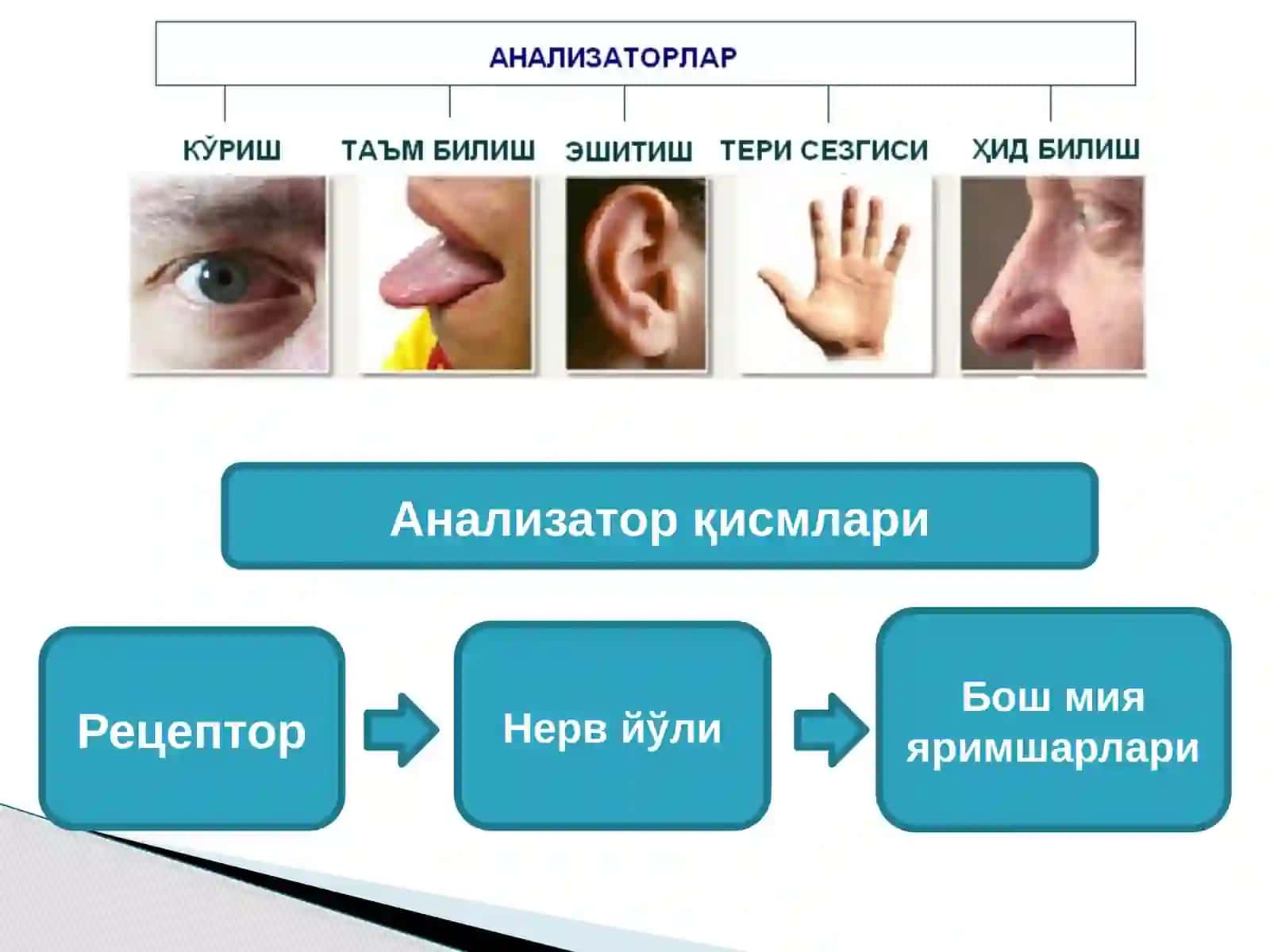 Анализаторларнинг тузилши ва аҳамияти 4