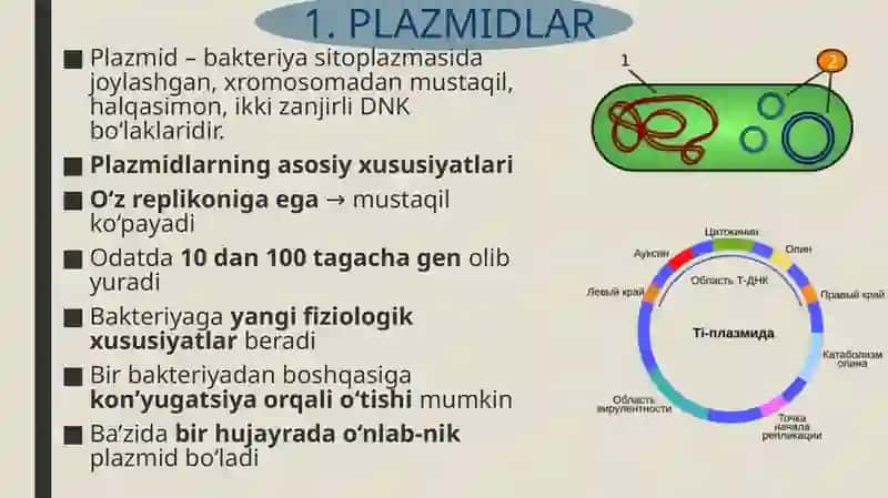 Bakterial irsiyatning xromasomadan tashqari omillari (plazmidlar transpozonlar Is – faktorlar, mo’tadil faglar), tibbiotdagi ahamiyati 4