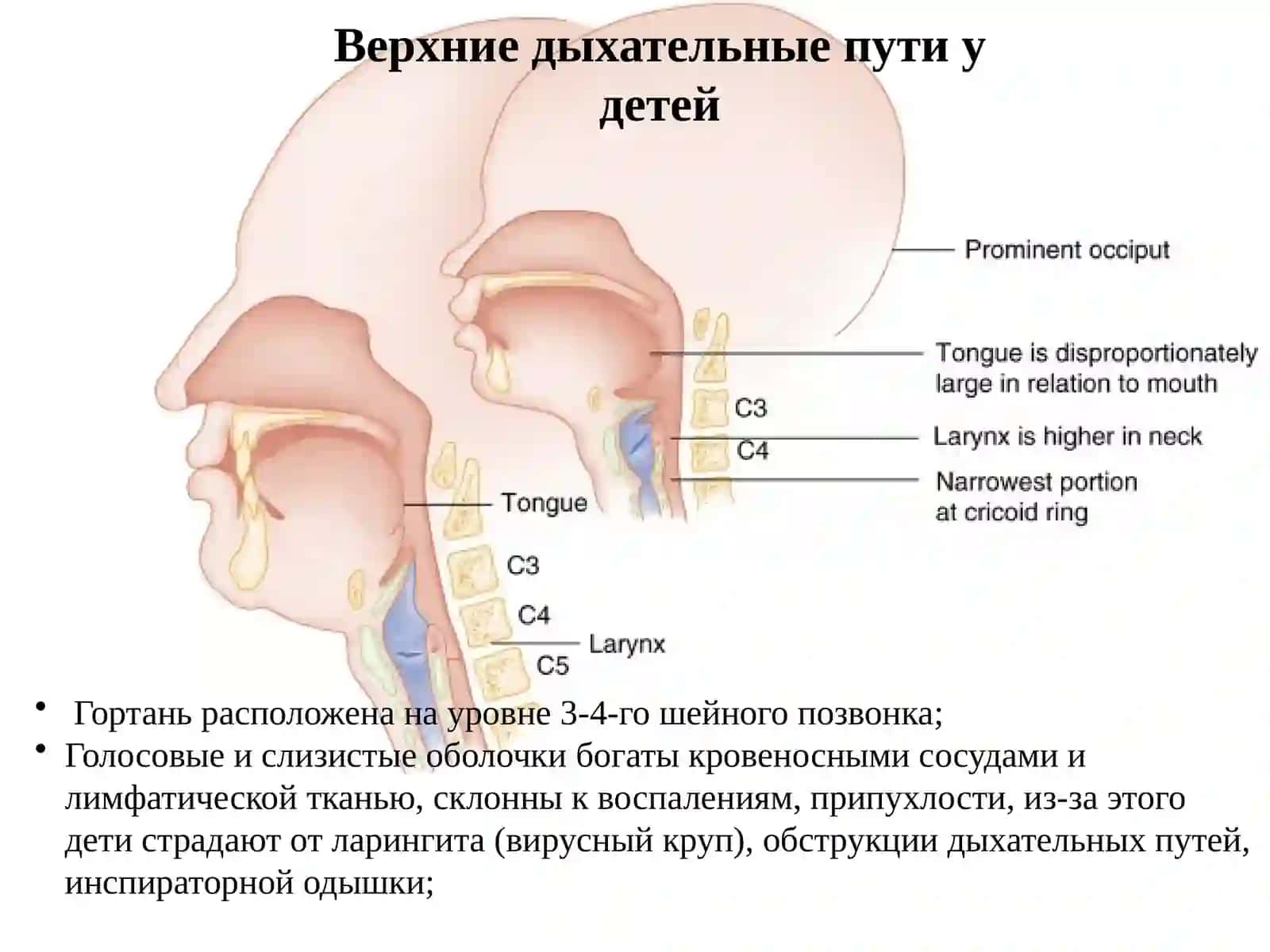 Анатомо-физиологические особенности органов дыхания у детей 4