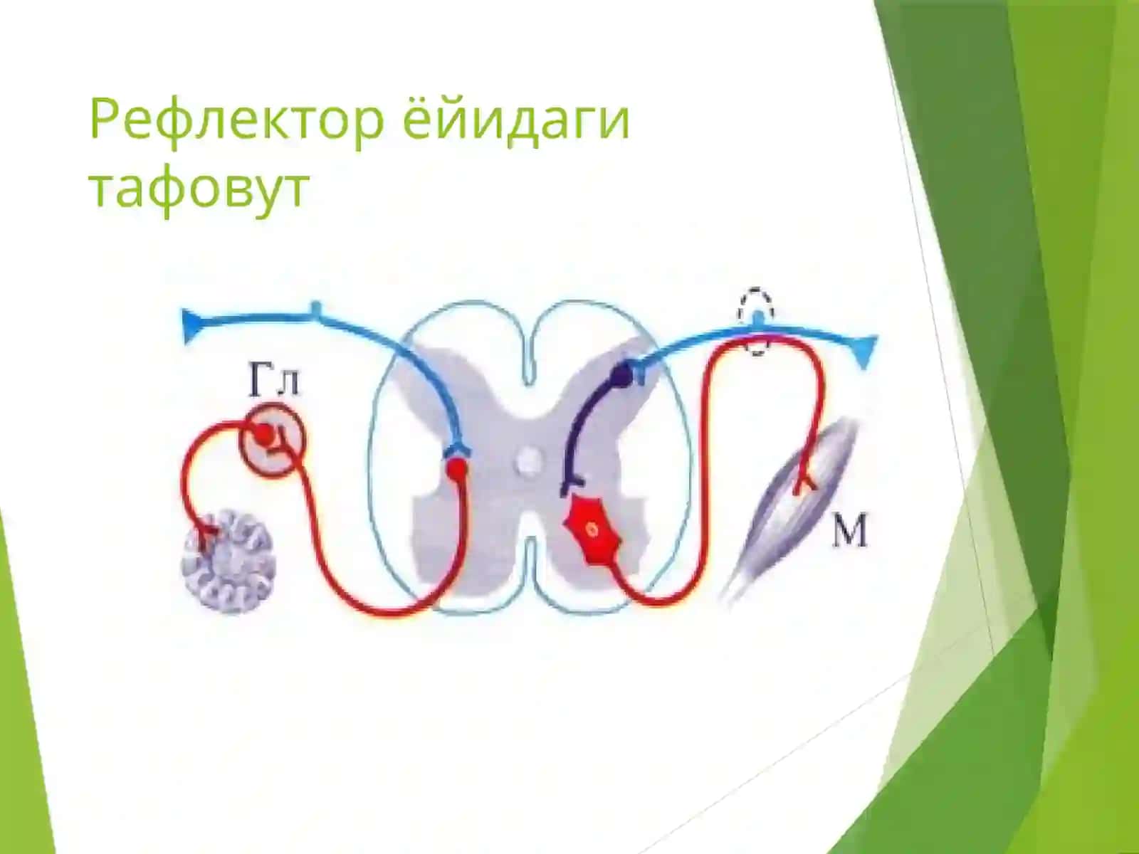 Vegetativ nerv sistemasi 4