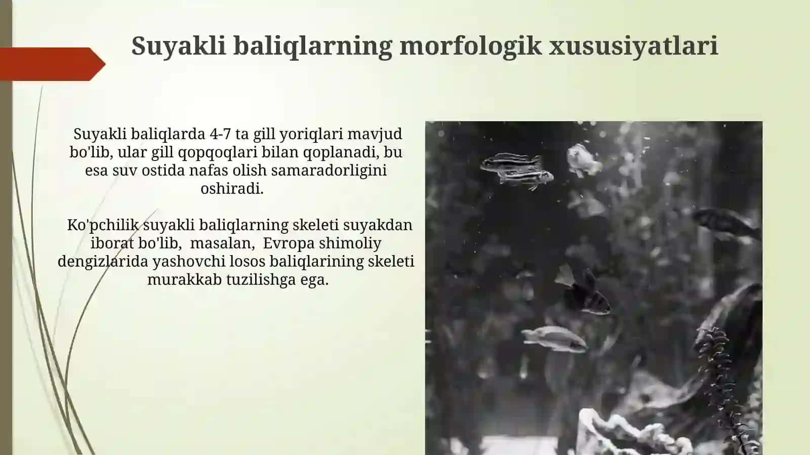 Suyakli baliqlar kelib chiqish evolyutsiyasi va sistematikasi 4