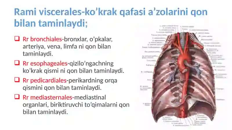 Truncus celiacus 4