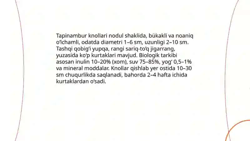Tapinambur va Barat umumiy morfologiyasi belgilari biologiyasi 4