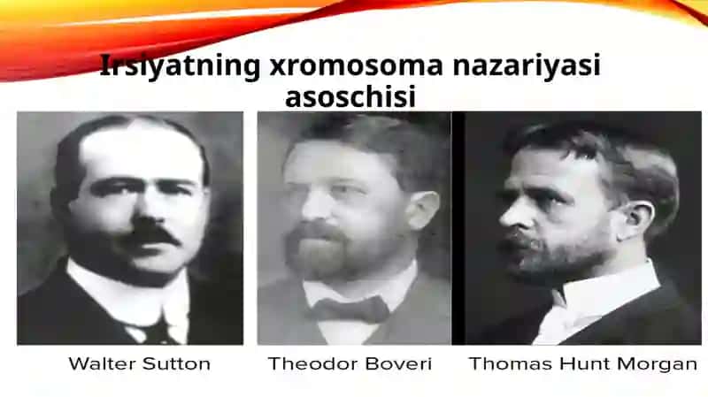 Irsiyatning xromosoma nazariyasi 4
