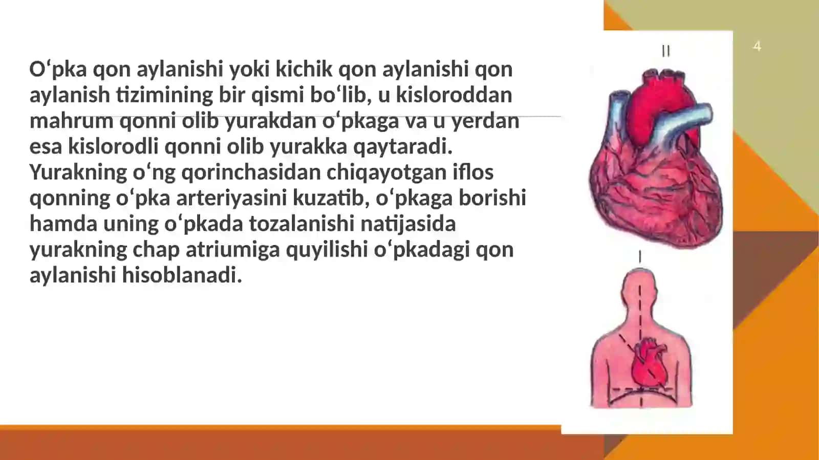 Koronarqon aylanishning xususiyatlari 4