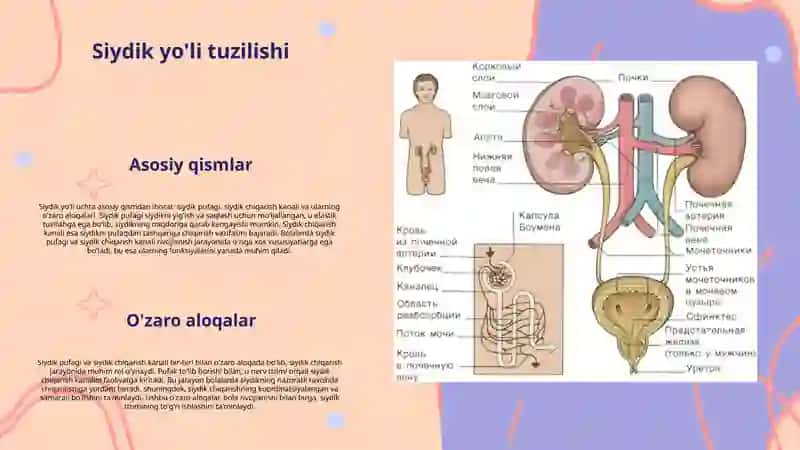 Bolalarda siydik yo'li, siydik pufagi, siydik chiqarish kanali antomo - fiziologik xususiyatlari 4