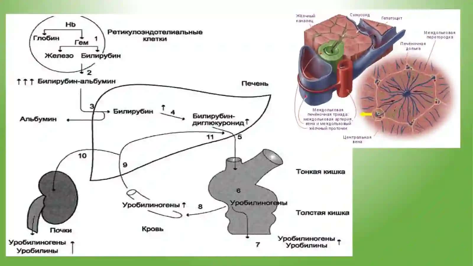 Вирусли гепатитлар 4