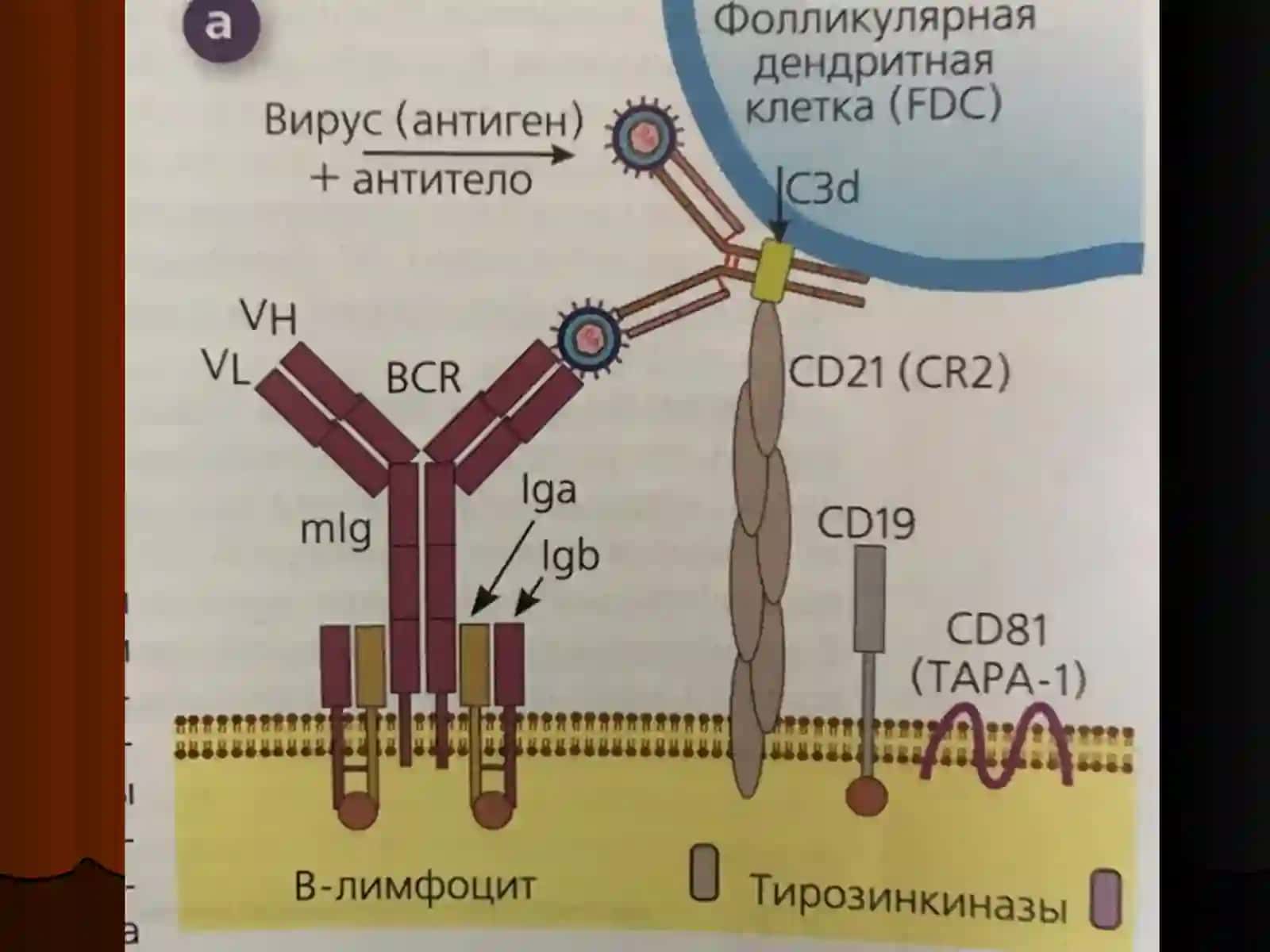 Презентация по иммунологии по теме «B-лимфоциты» 4