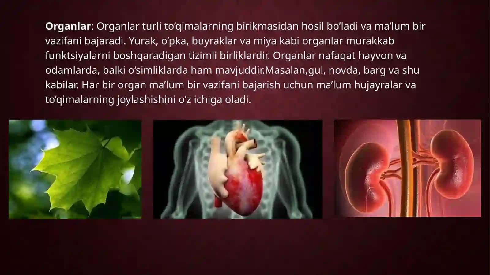 hayotning tuzilish darajalari(organ) 4