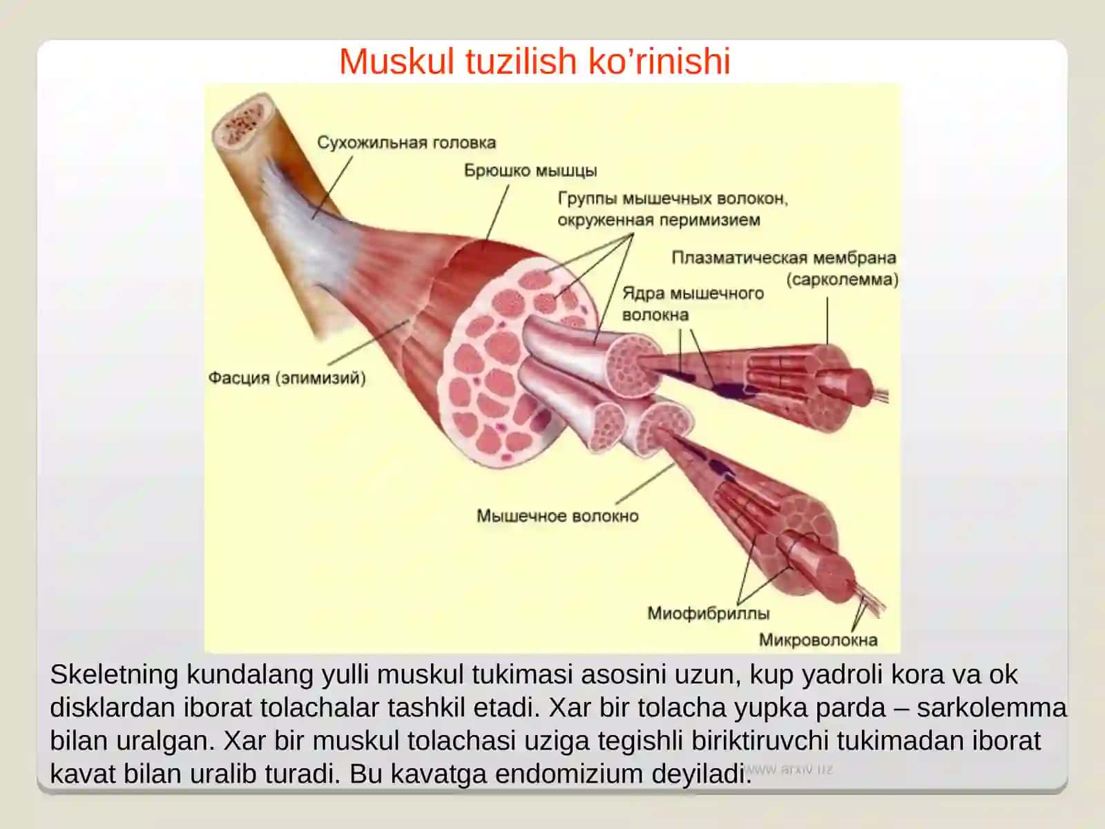 Muskullarning ish quvvatini oshrishda richaklarning ahamiyati 4