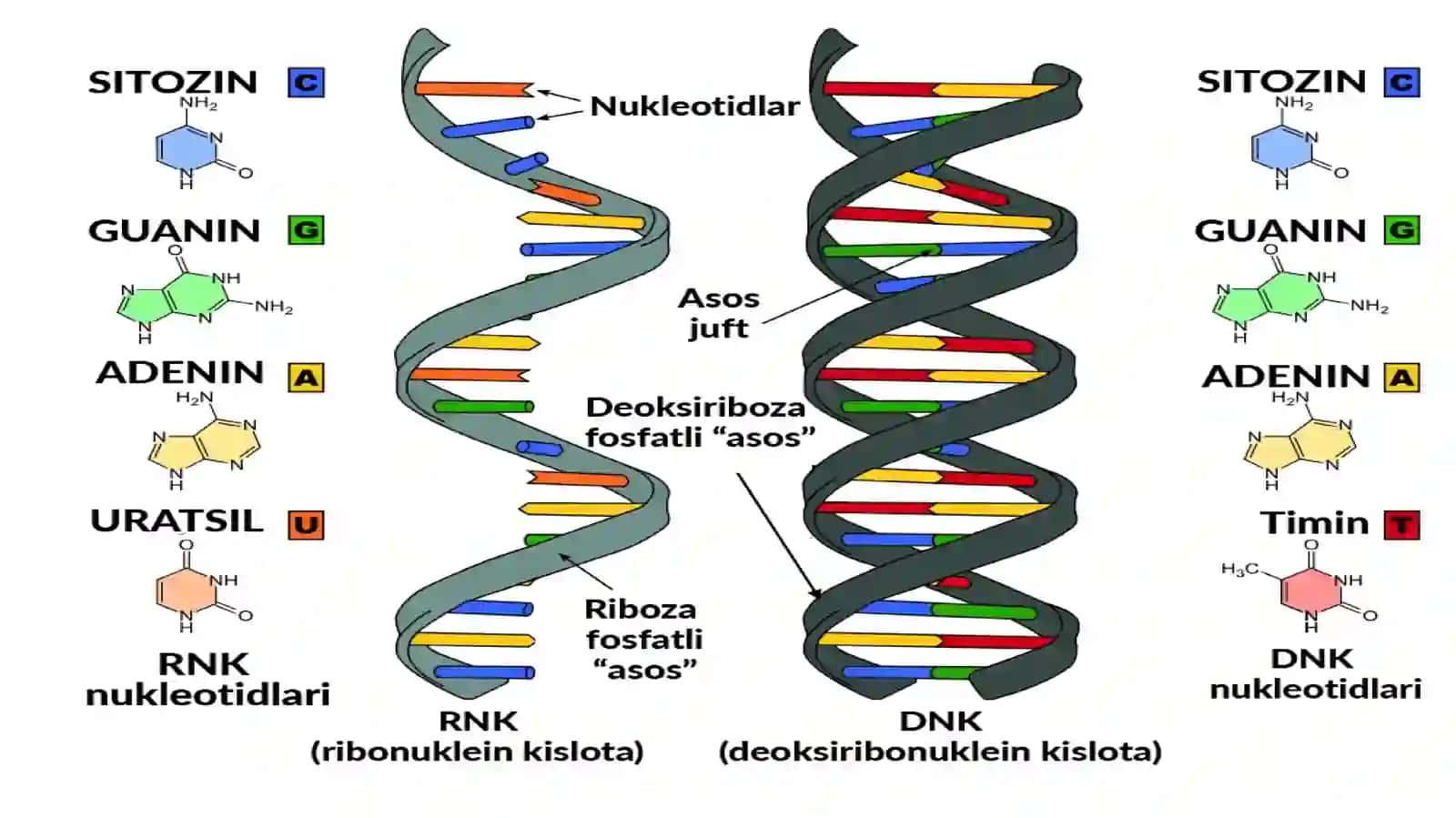 Nuklein kislotalarning sinflanishi, tuzilishi va xossalari 4