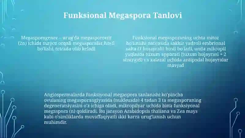 Megasporogenez va urugʻchi gametofetning rivojlanishi 4