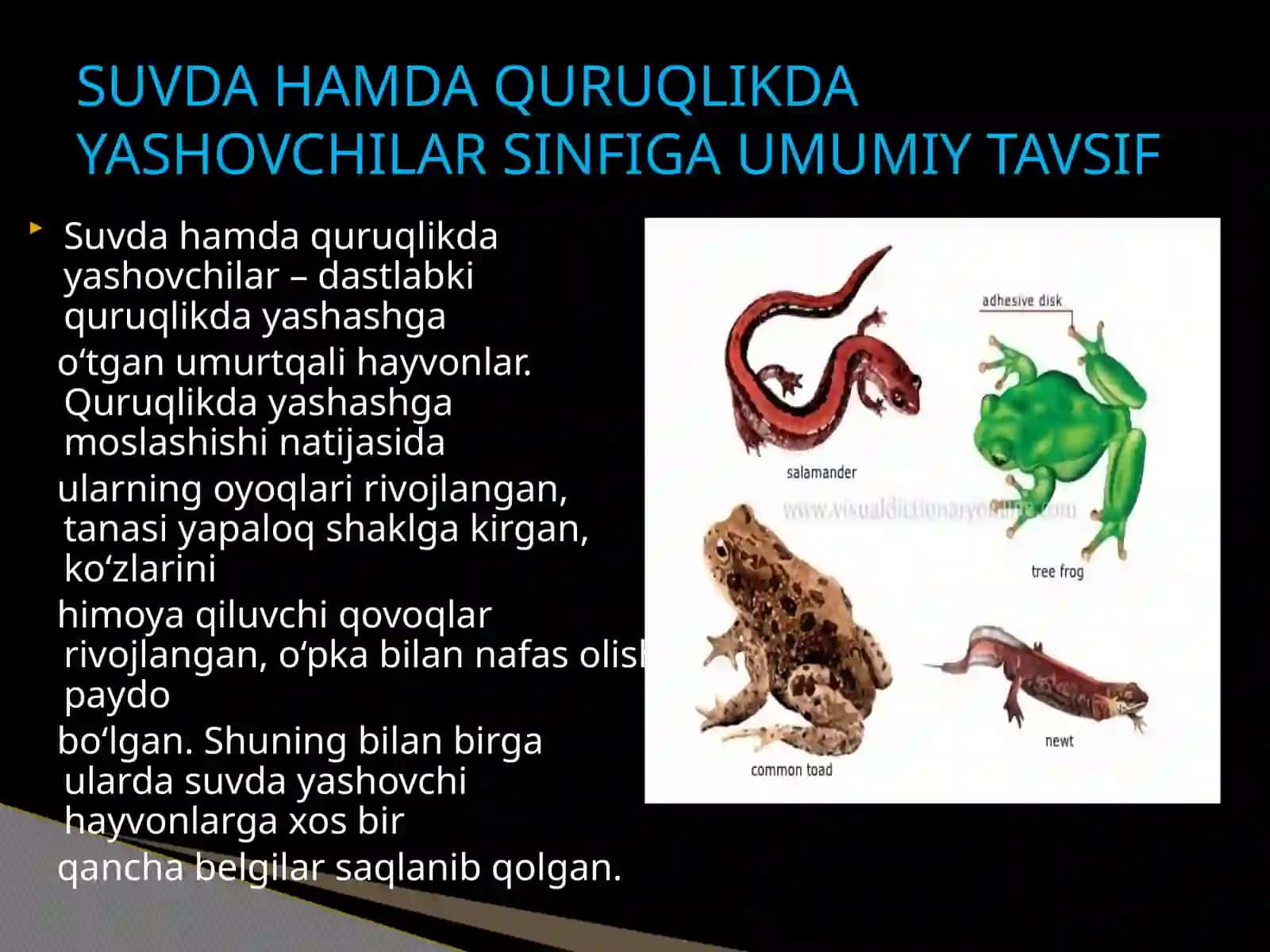 UMURTQALI HAYVONLAR ZOOLOGIYASI 4
