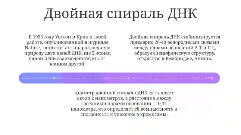 Молекулярные основы наследственности. Строение ДНК 4