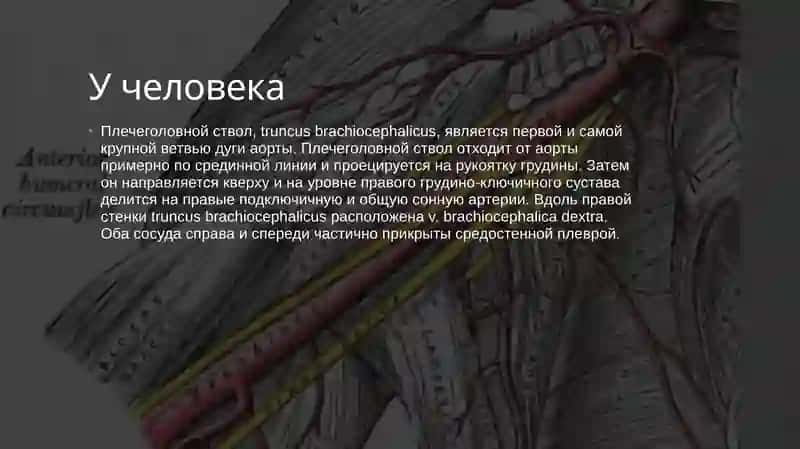Плечевой ствол  внутренняя наружная подвздошная артерия 4