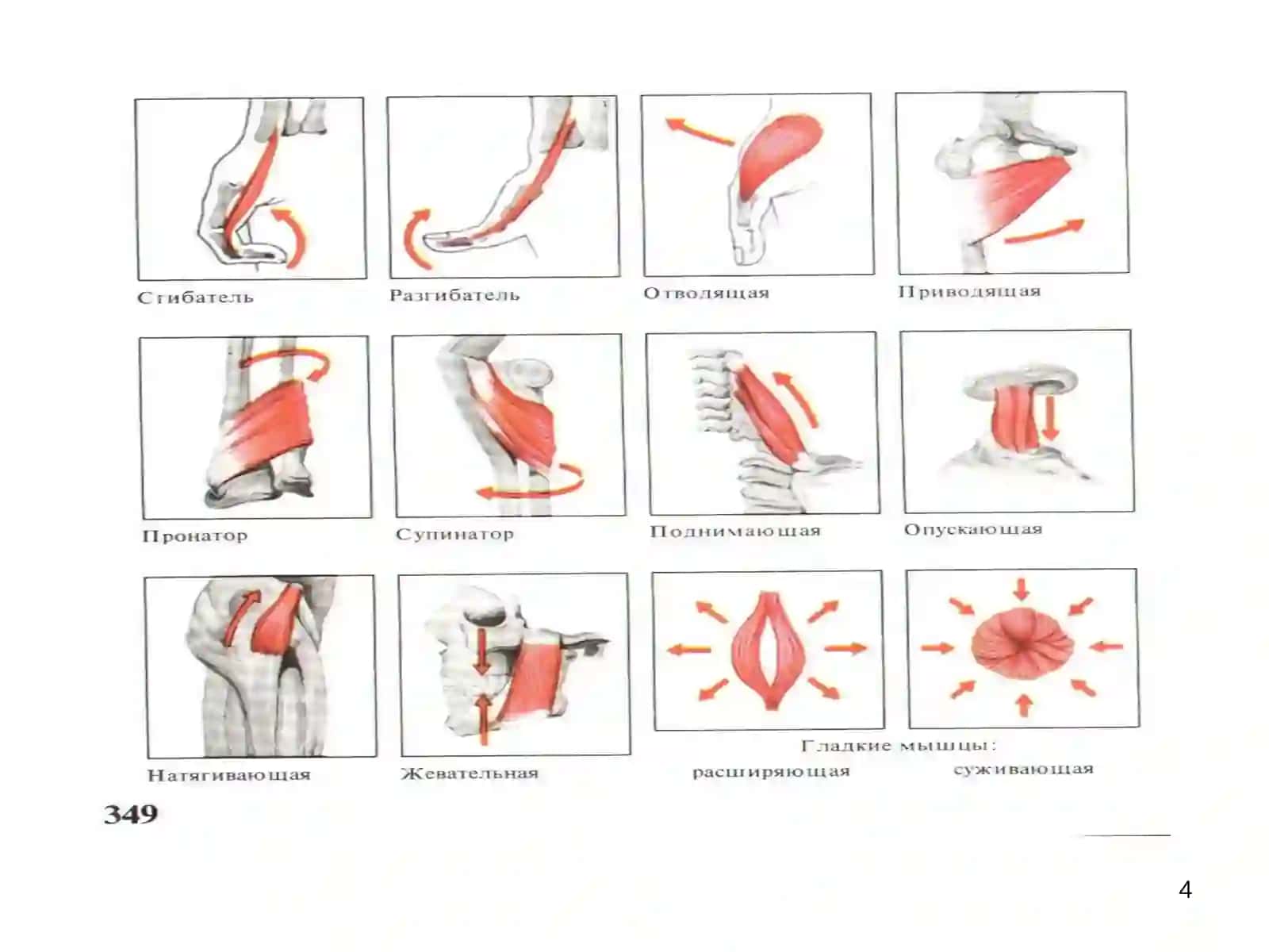 Mushaklar fiziologiyasi. Asab tolalarining va sinapslarning fiziologiyasi. Impulslarni sinapslar orqali o’tkazilishi 4