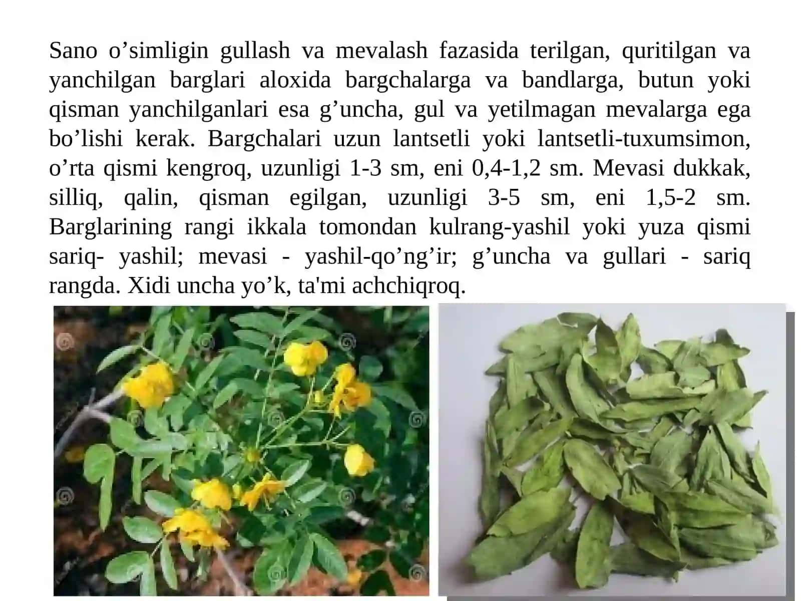 Tarkibida antratsen unumlari bo‘lgan dorivor o‘simliklar xom ashyosini standartlash va sertfikatlash 4