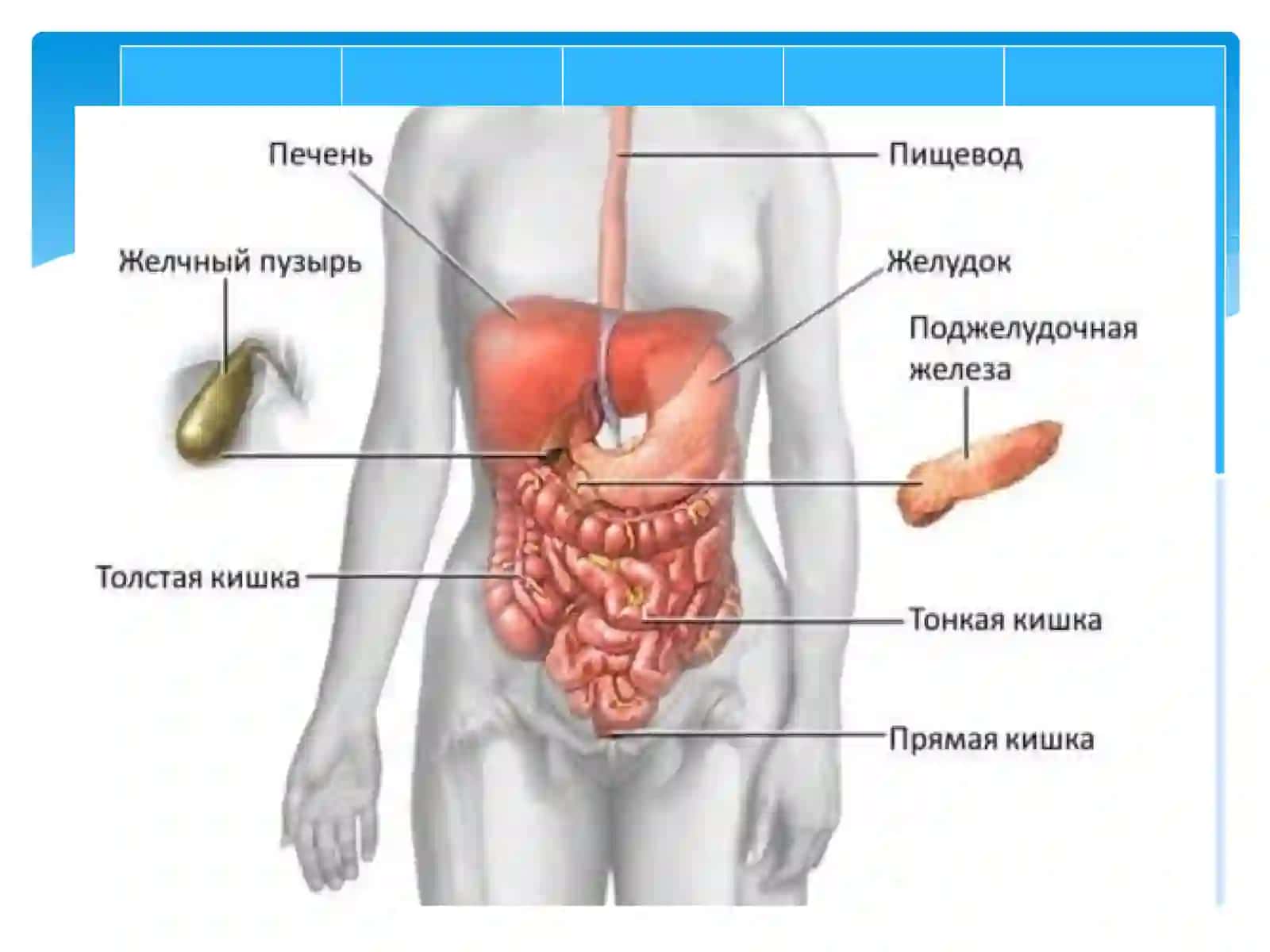 JIGAR, OSHQOZONOSTI BEZI, QORIN PARDA ANATOMIYASI 4