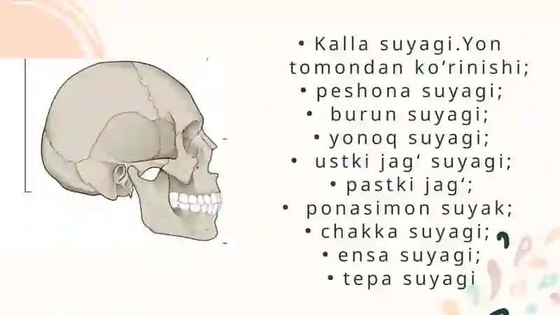 Kallaning miya qismi suyaklari 4