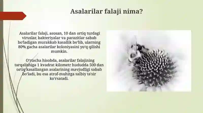 Asalarilarning shol kasalligi 4