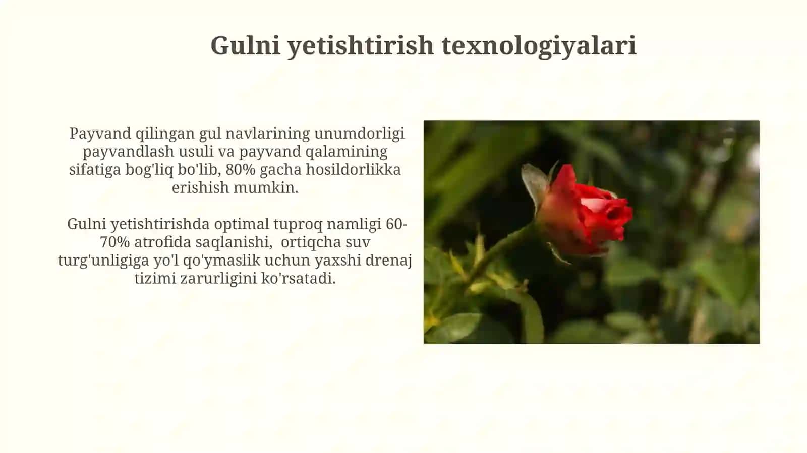 Atirgul ôsimligining ôziga xos ôsimliksifatidagitahlili 4