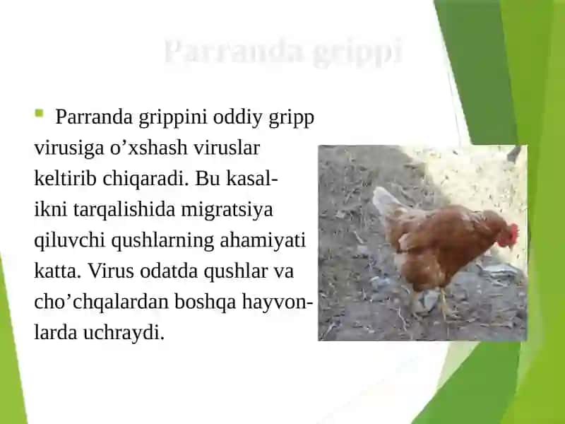 Parranda grippi 4