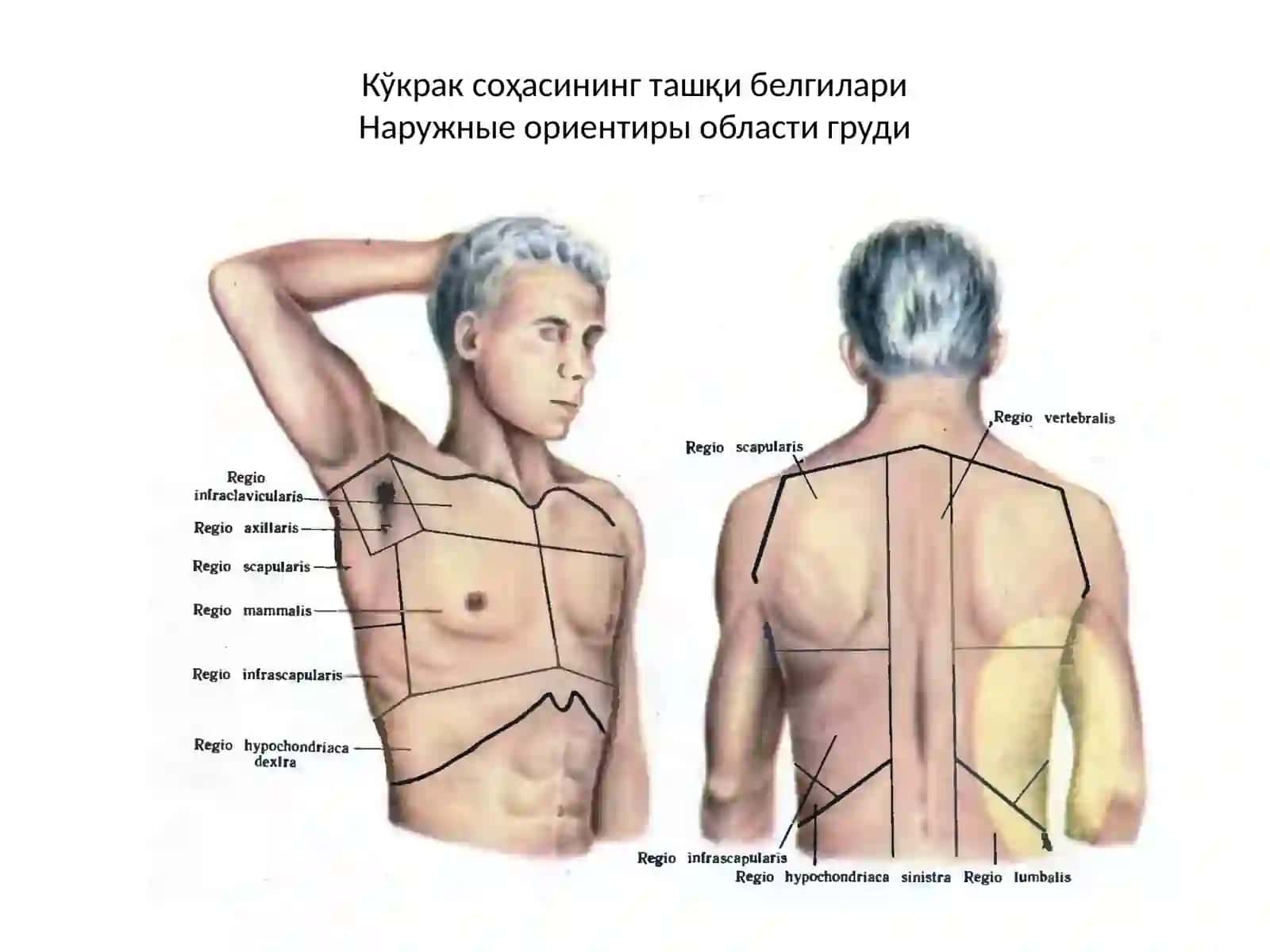 Топографик анатомия ва оператив хирургия асослари 4