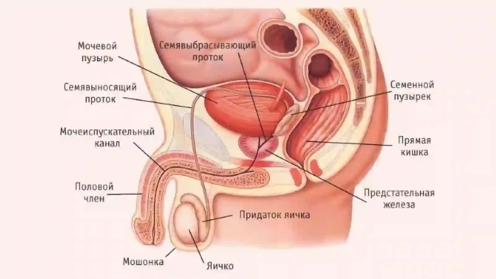 Erkaklarning tanosil a’zolari. Ayollarning tanosil a’zolari. Ularning yoshga qarab o‘zgarishi. Oraliq topografiyasi tuzilishi, chanoq va tanosil diafragmalari va jinsga nisbatan farqi 4