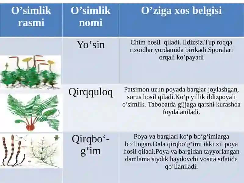 Dorivoro`simliklar-PlantaeMedicinae 4