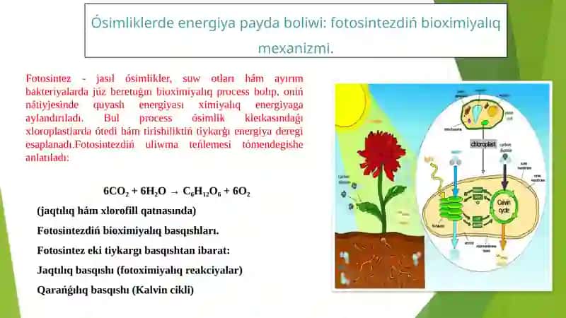 Haywanlar hám ósimliklerde energiya payda bolıwı 4