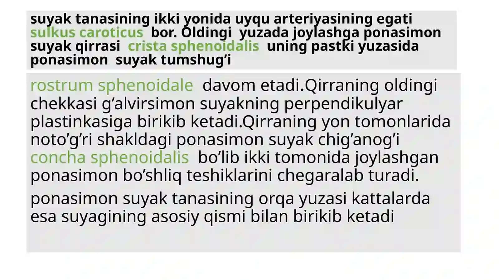Ponasimon suyak (os sphenoidalis) 4