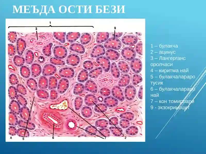 ЖИГАР.МЕЪДА ОСТИ БЕЗИ 4