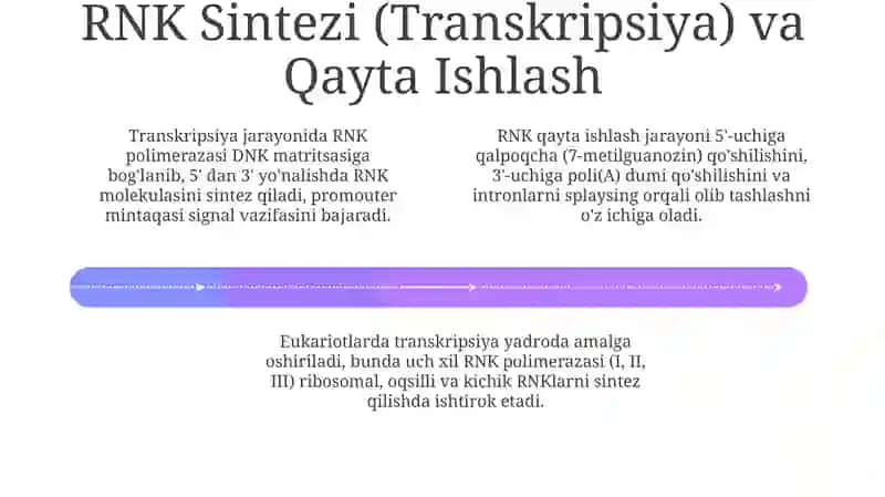 Ribonuklein kislotalar 4