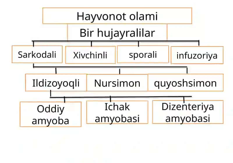 Soxtaoyoqlilarsinfi 4