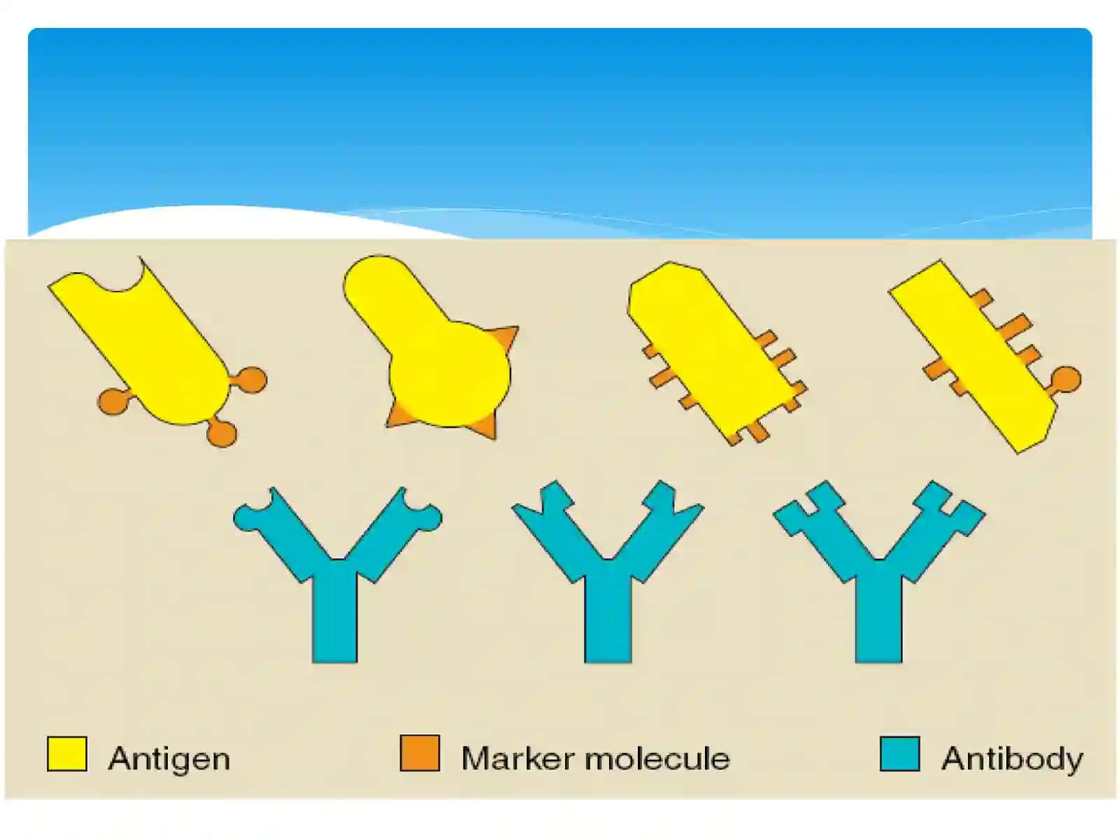 Antigen va antitela 4